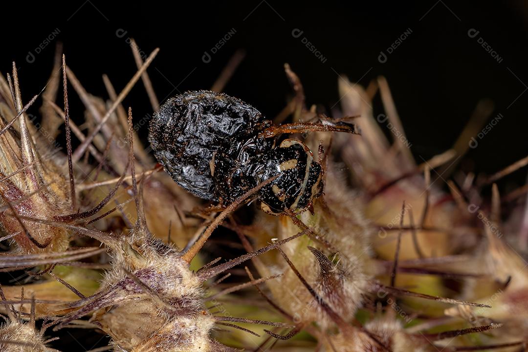 Besouro adulto convergente da espécie Hippodamia convergens