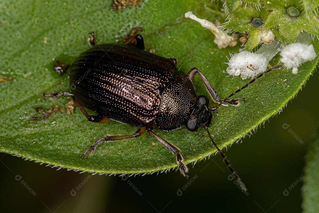 Besouro de folha adulto da subfamília Eumolpinae