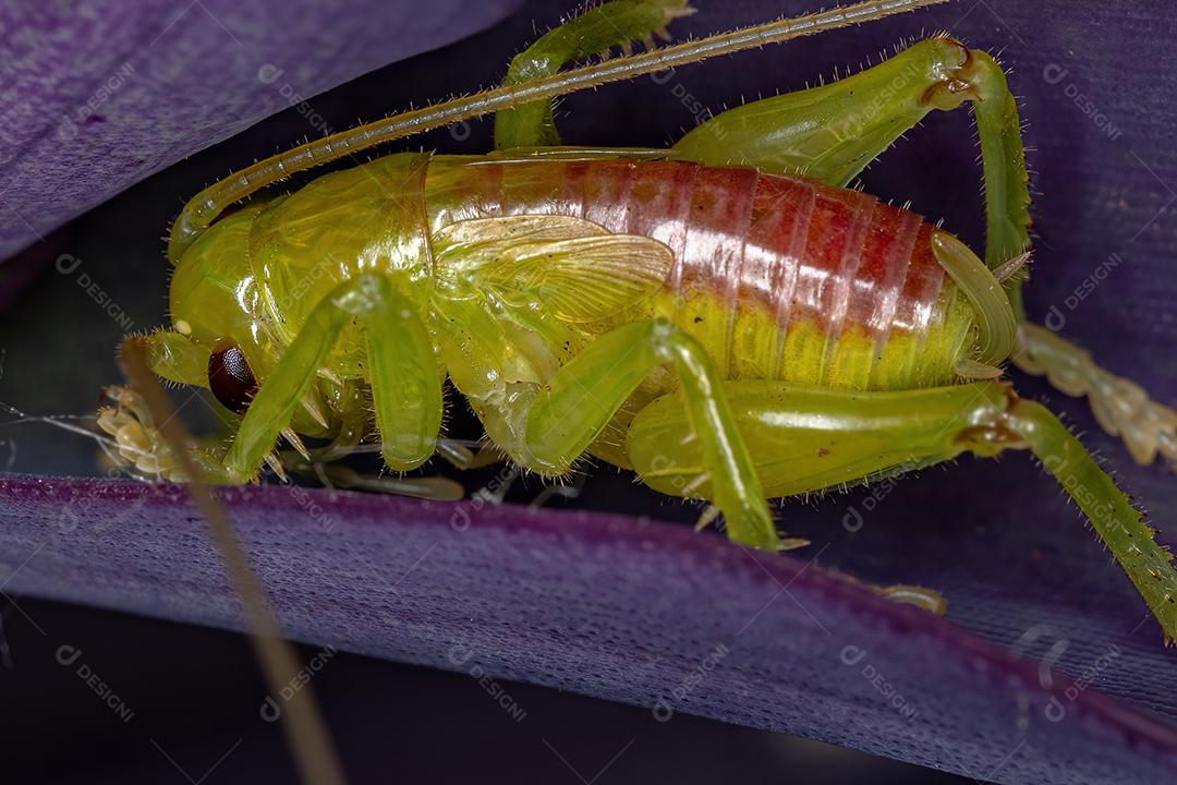 Raspy Cricket Ninfa da Família Gryllacrididae