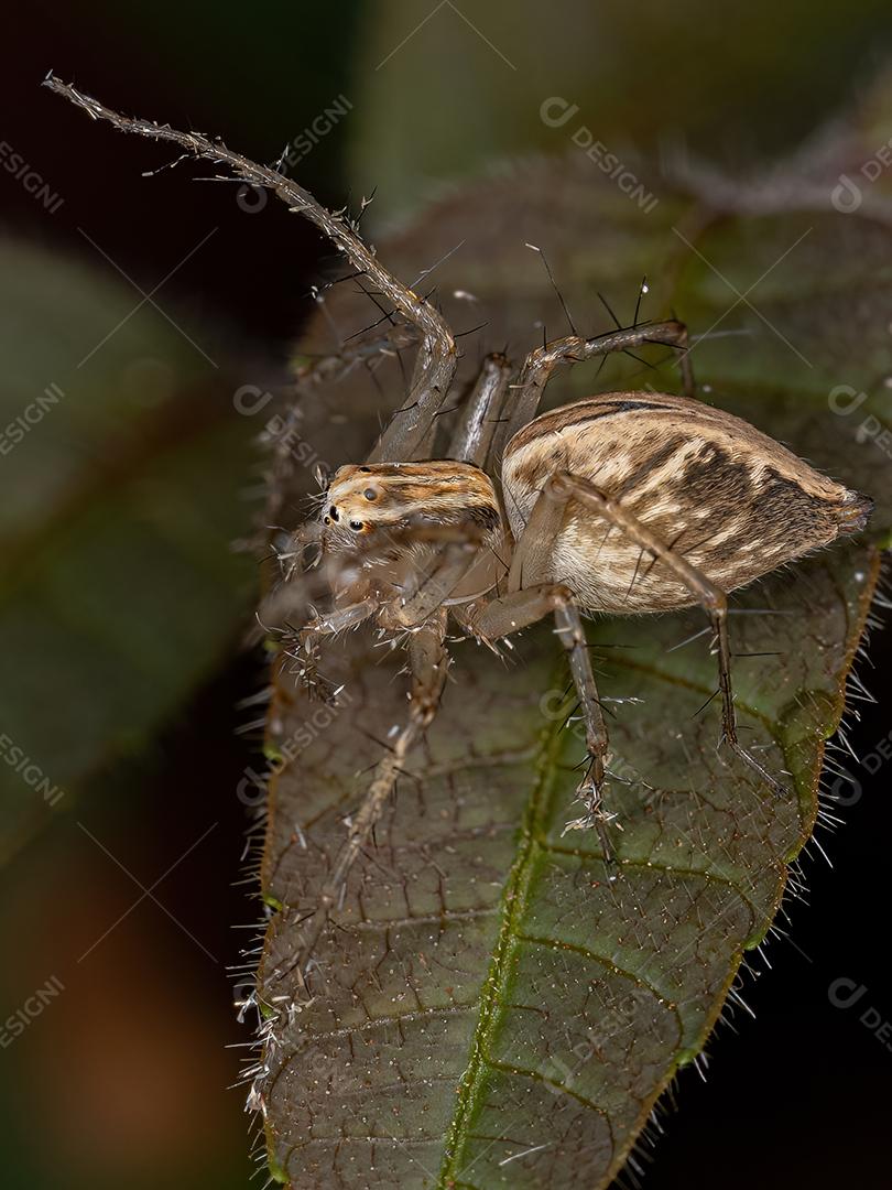 Aranha lince listrada do gênero Oxyopes