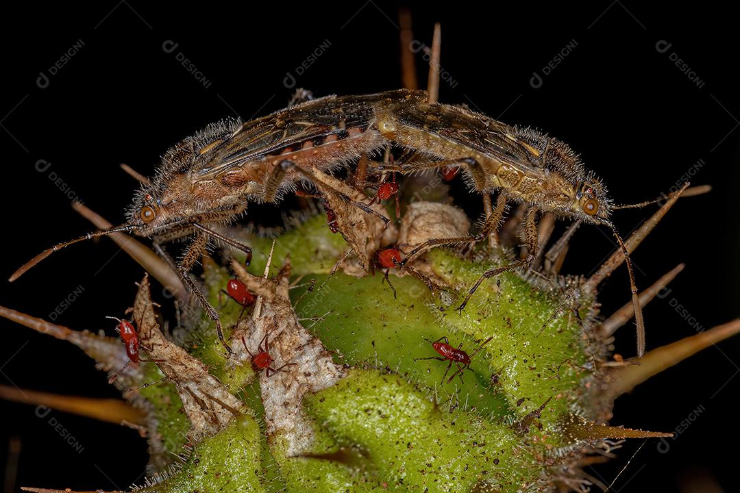 Insetos adultos sem cheiro do acoplamento da subfamília Rhopalinae