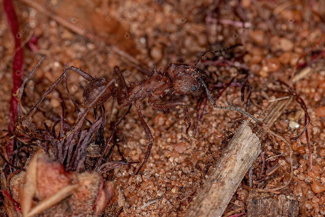 Formiga-cortadeira Acromyrmex adulta do gênero Acromyrmex
