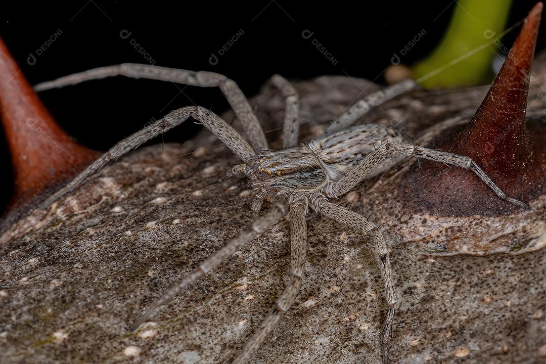 Aranha do Caranguejo Correndo da Família Philodromidae