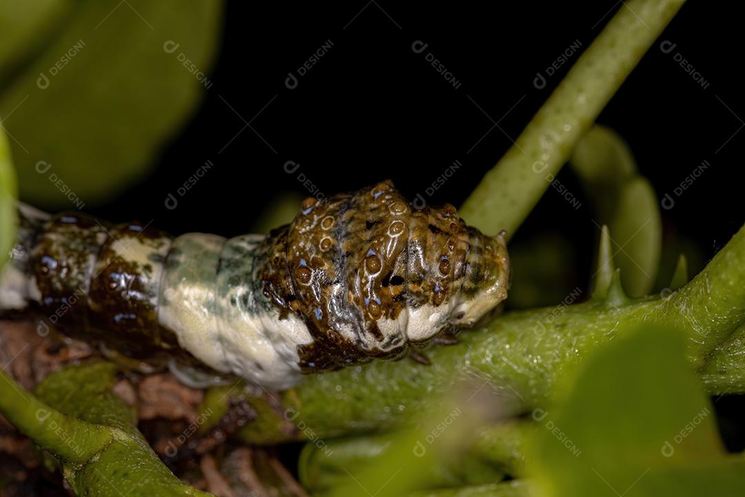 New World Giant Swallowtail Caterpillar do Subgênero Heraclides que se camufla