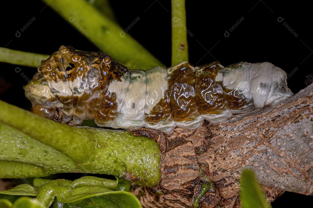 New World Giant Swallowtail Caterpillar do Subgênero Heraclides que se camufla
