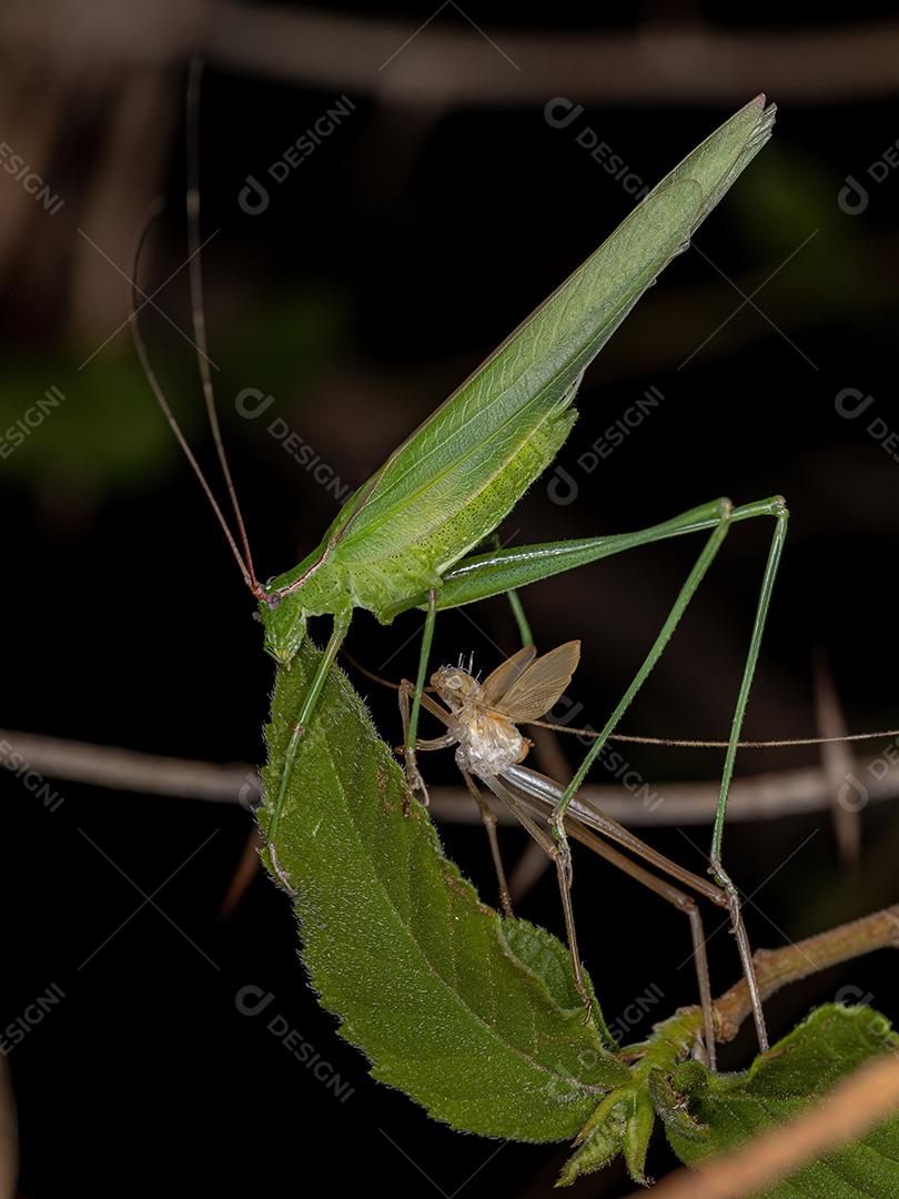 Faneropterina Katydid adulta da Tribo Aniarellini recém-maturada