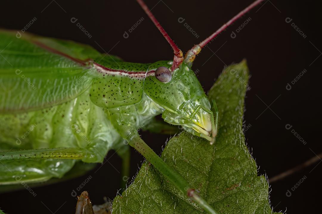 Faneropterina Katydid adulta da Tribo Aniarellini recém-maturada