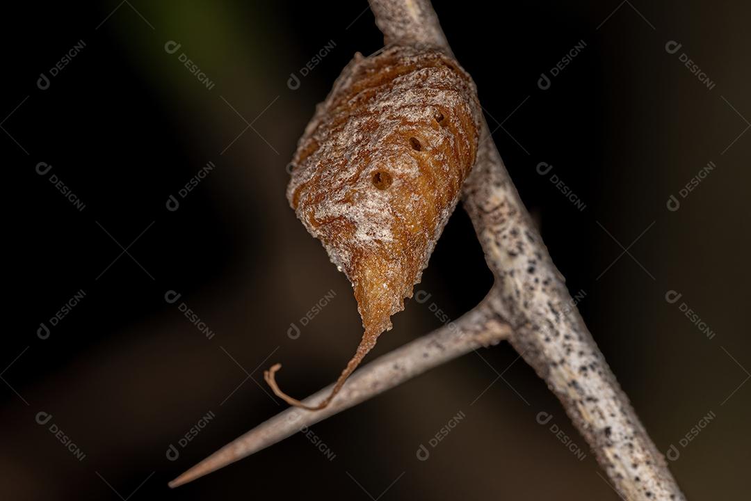 Mantises Egg Case da Ordem Mantodea parasitado por vespas parasitóides
