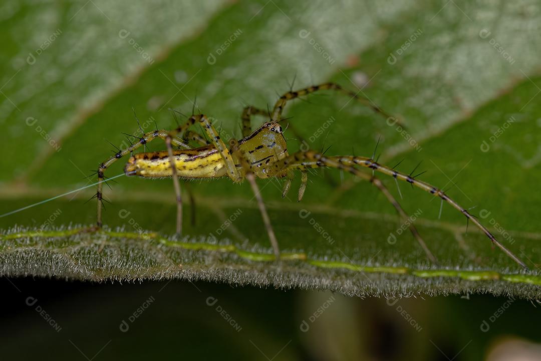 Aranha lince adulta da espécie Peucetia rubrolineata