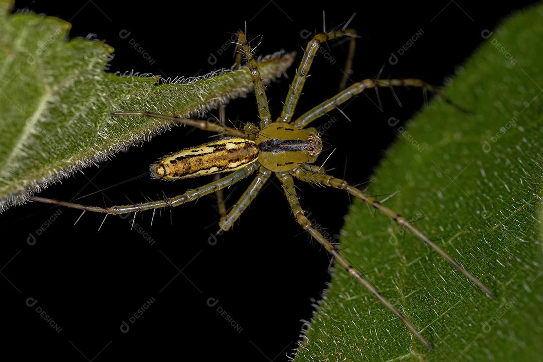 Aranha lince adulta da espécie Peucetia rubrolineata