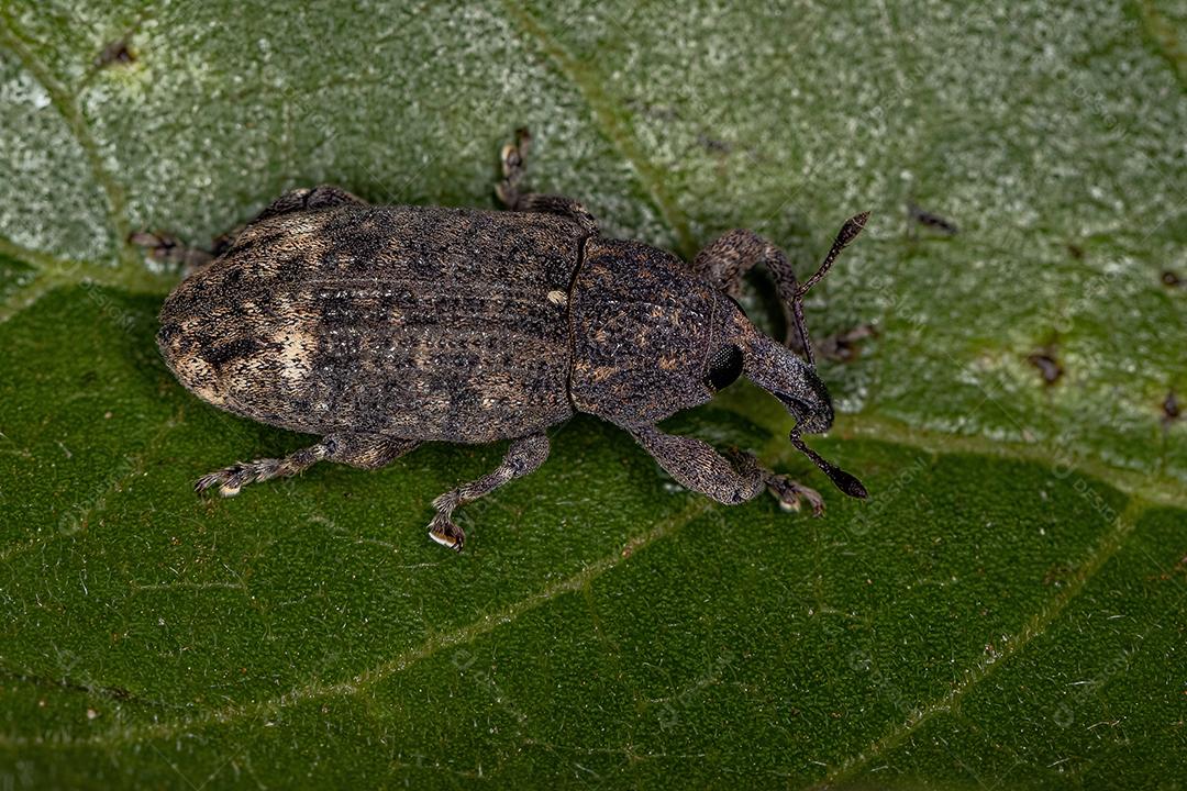 Gorgulho Verdadeiro Adulto da Família Curculionidae