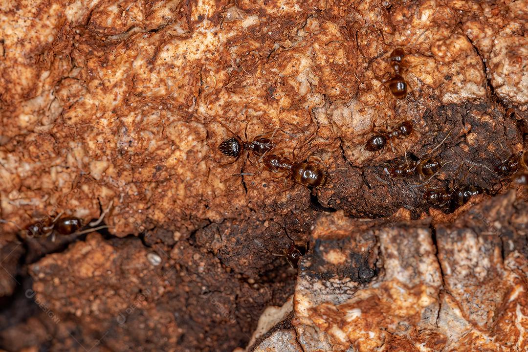 Pequena formiga rover adulta do gênero Brachymyrmex