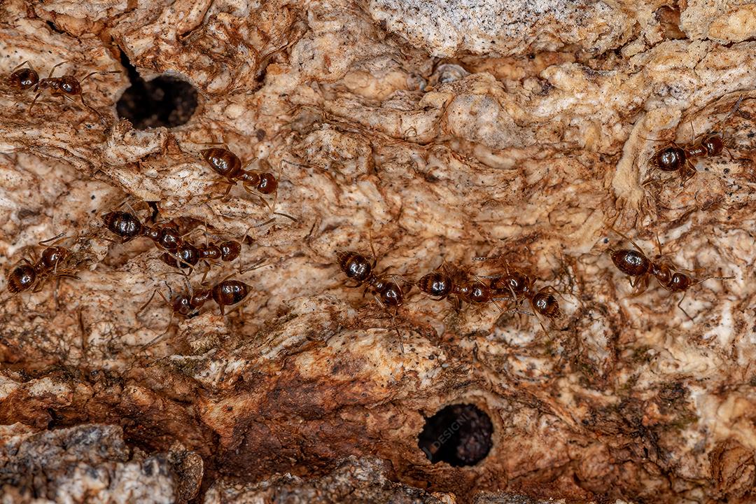 Pequena formiga rover adulta do gênero Brachymyrmex