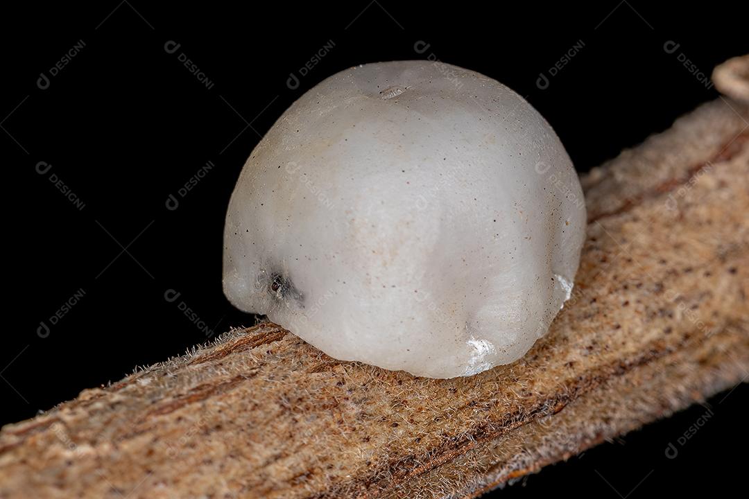 Escamas de tartaruga branca da família Coccidae