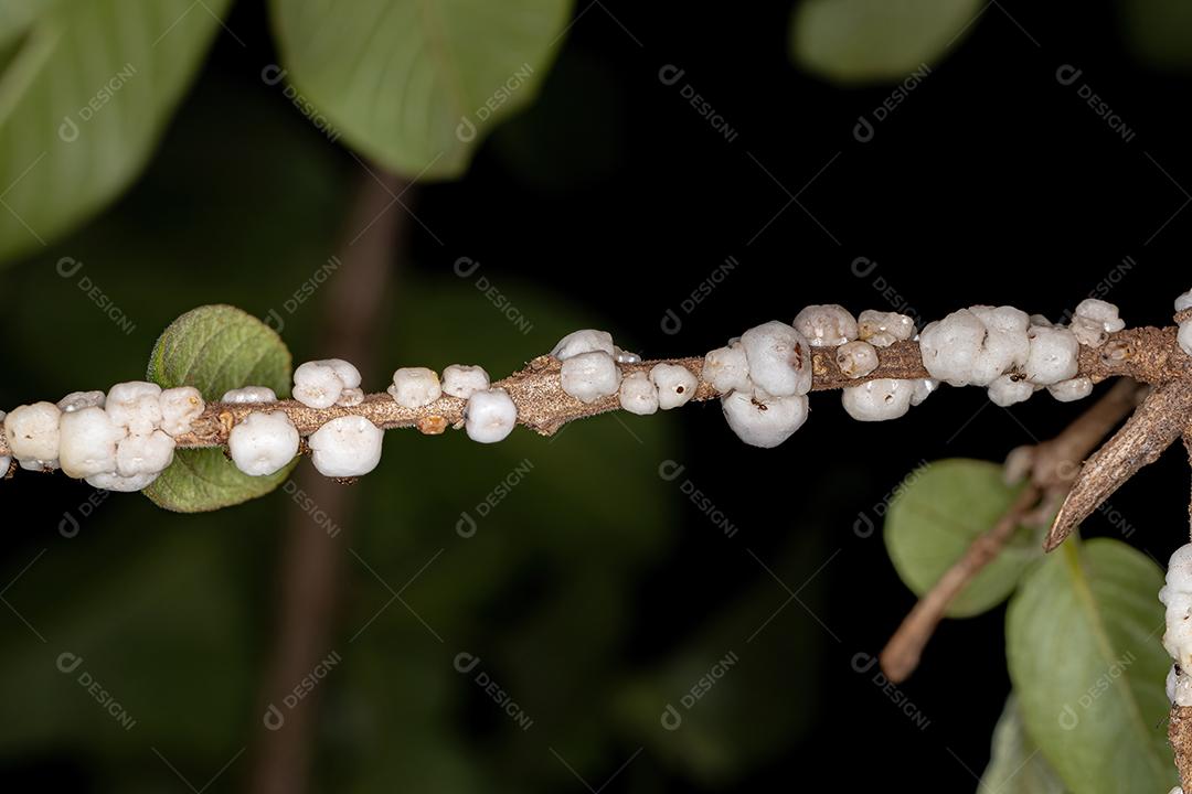 Escamas de tartaruga branca da família Coccidae