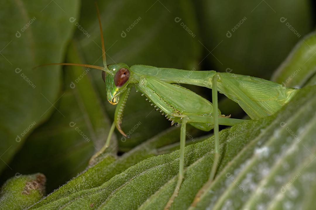 Ninfa Mantis Verde da Tribo Photinaini