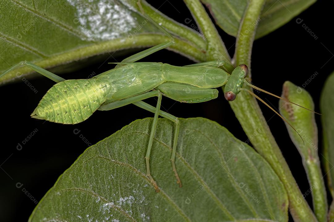 Ninfa Mantis Verde da Tribo Photinaini
