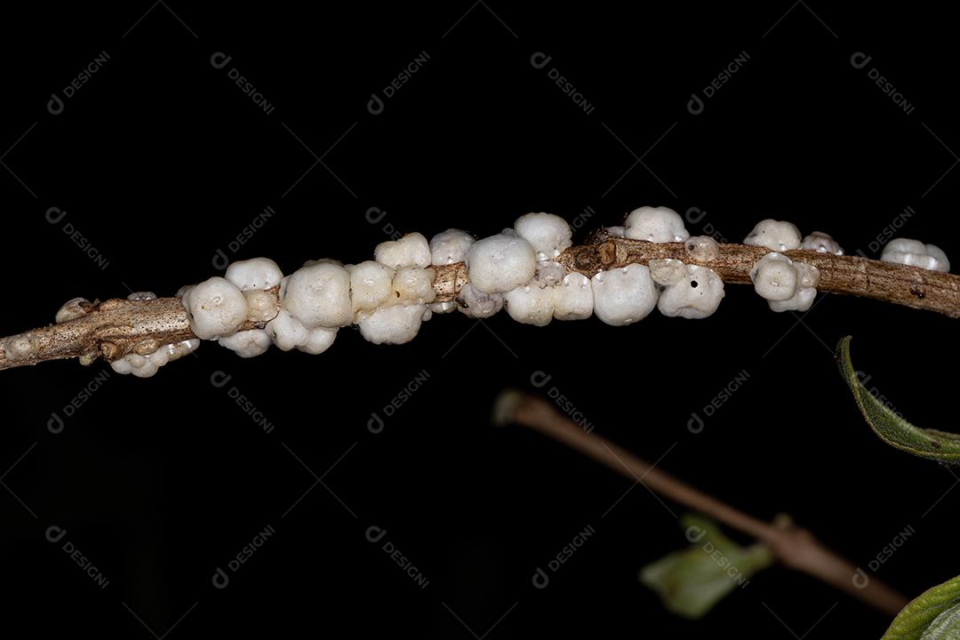 Escamas de tartaruga branca da família Coccidae