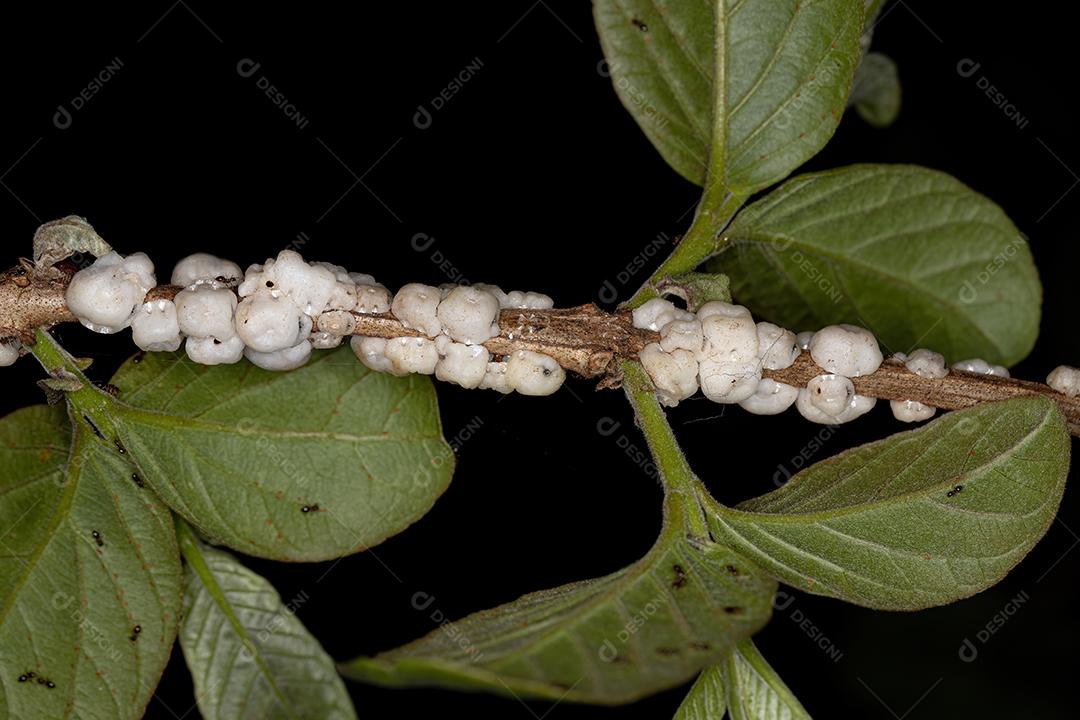 Escamas de tartaruga branca da família Coccidae