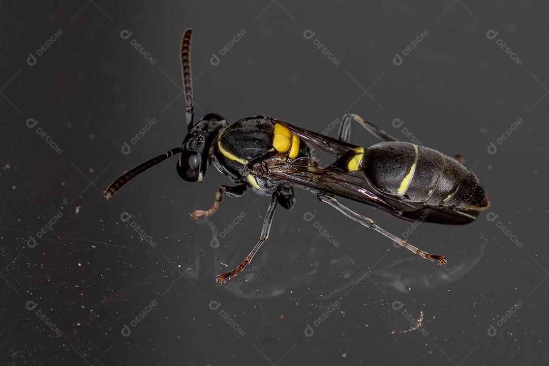 Vespa de mel de cintura longa adulta do subgênero Myrapetra