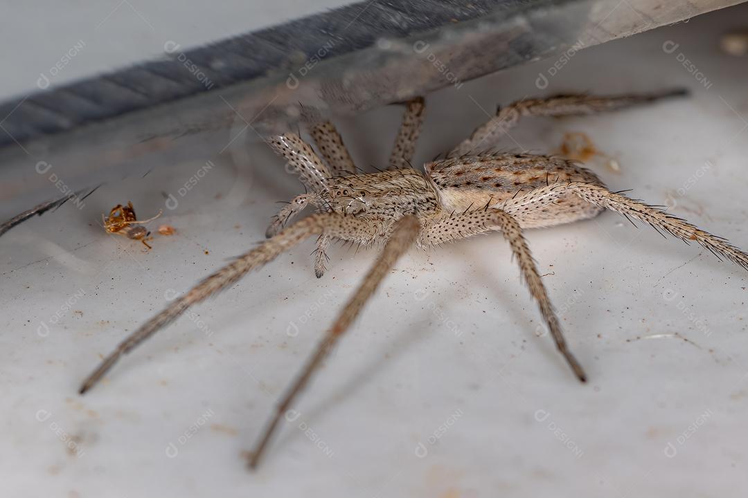 Aranha do Caranguejo Correndo da Família Philodromidae