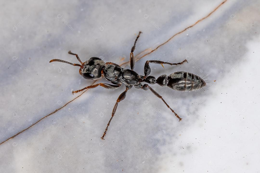 Formiga-galho-vermelha adulta do gênero Pseudomyrmex