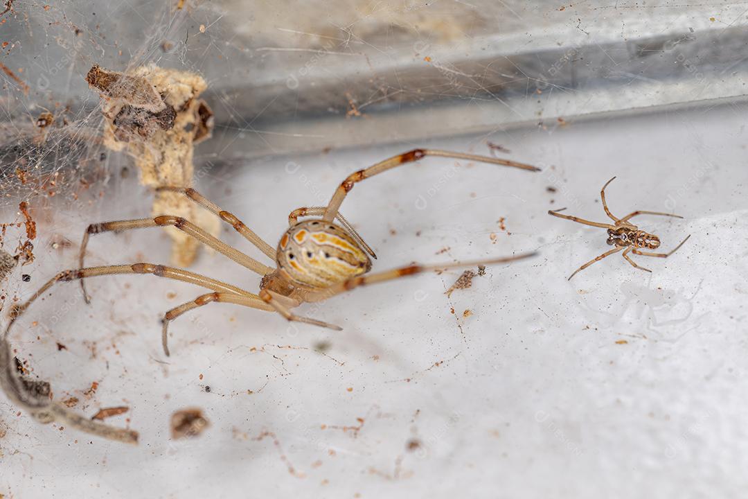 Aranhas viúvas marrons fêmeas e machos da espécie Latrodectus geometricus