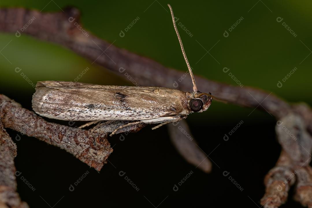 Pequena mariposa adulta da ordem lepidóptera