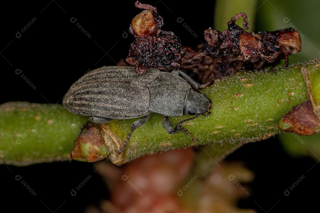 Besouro Darkling adulto da tribo Epitragini