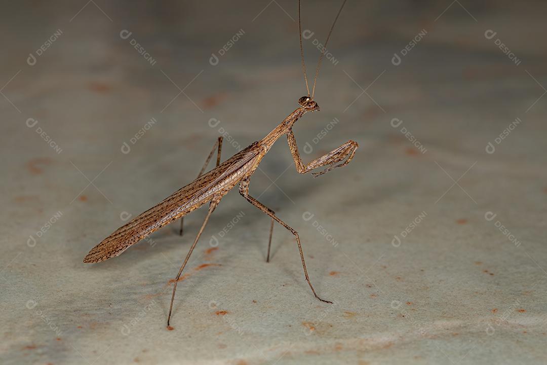 Adulto Thespid Mantis da Família Thespidae