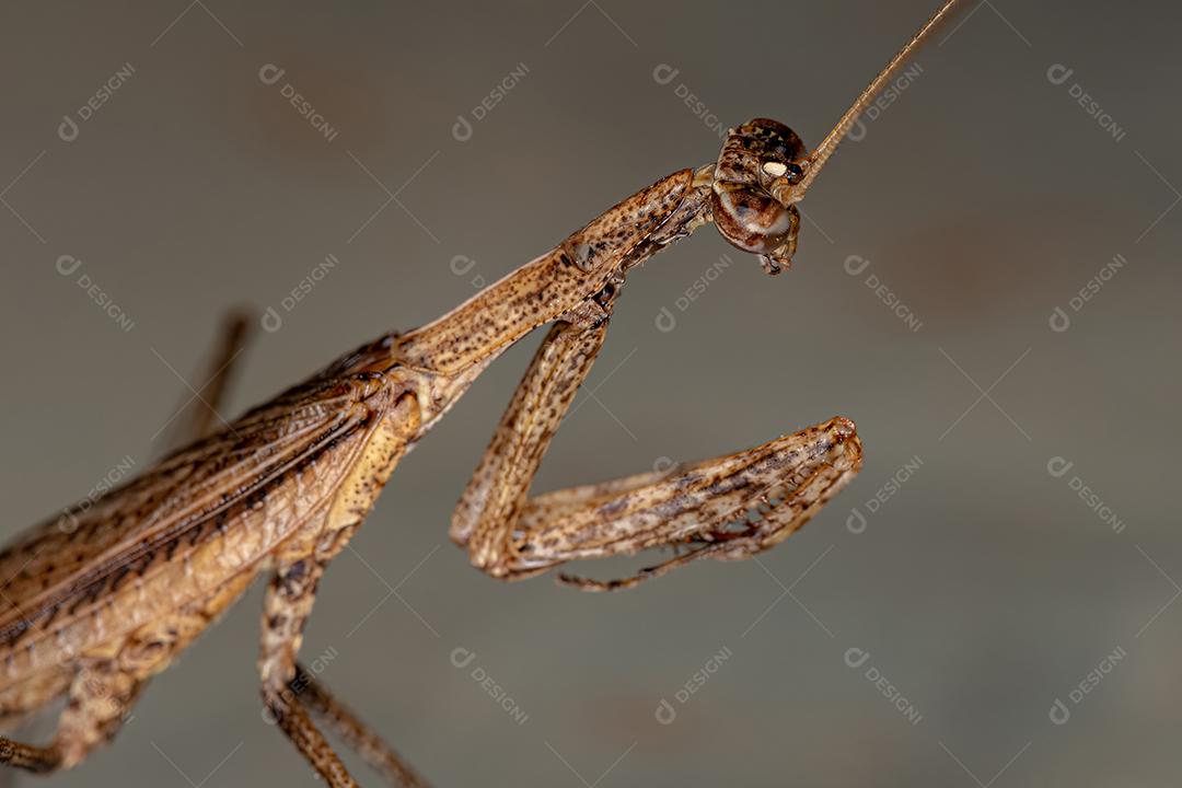 Adulto Thespid Mantis da Família Thespidae