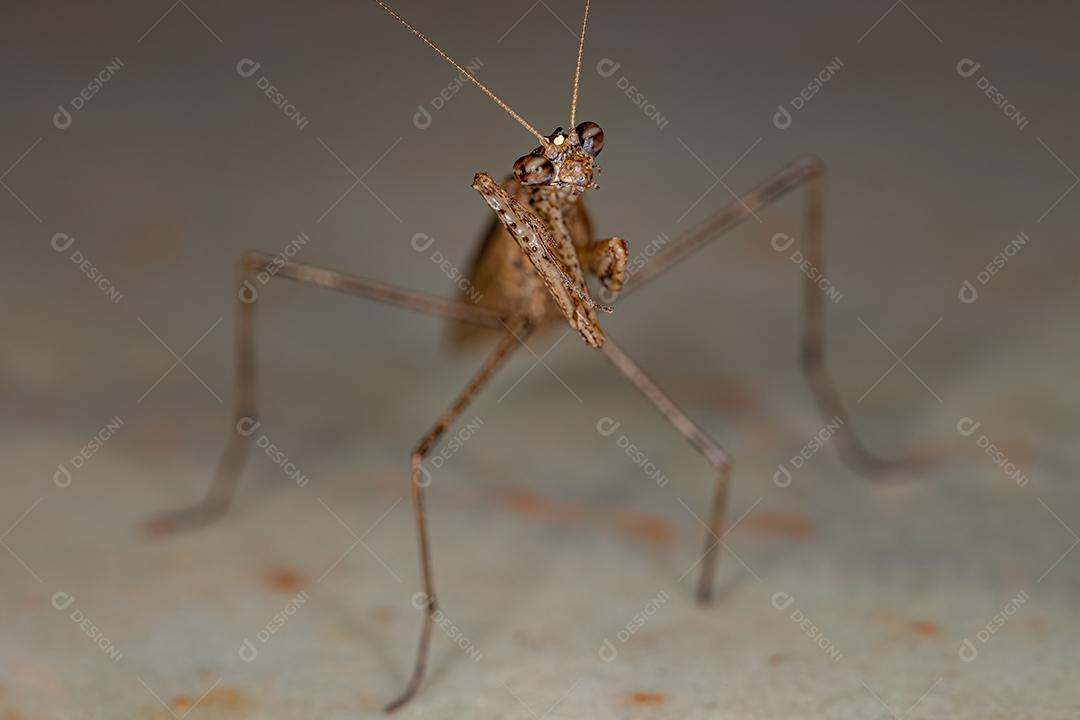Adulto Thespid Mantis da Família Thespidae