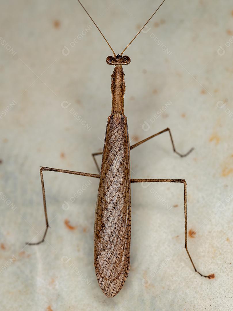 Adulto Thespid Mantis da Família Thespidae