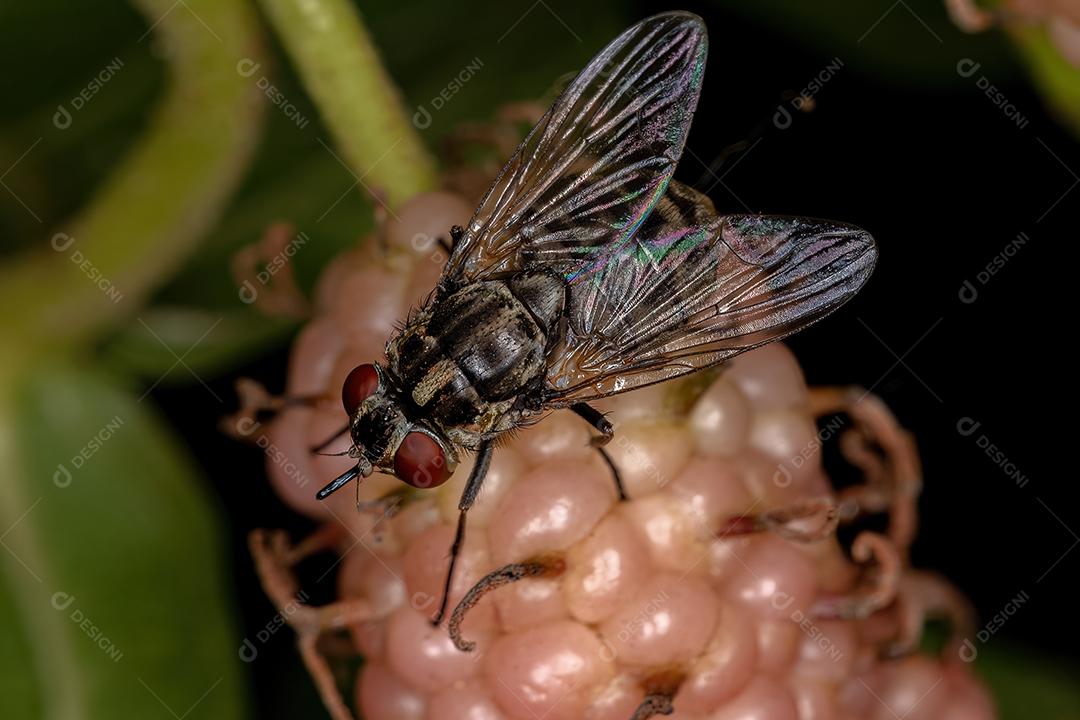 Mosca doméstica adulta do gênero Stomoxys