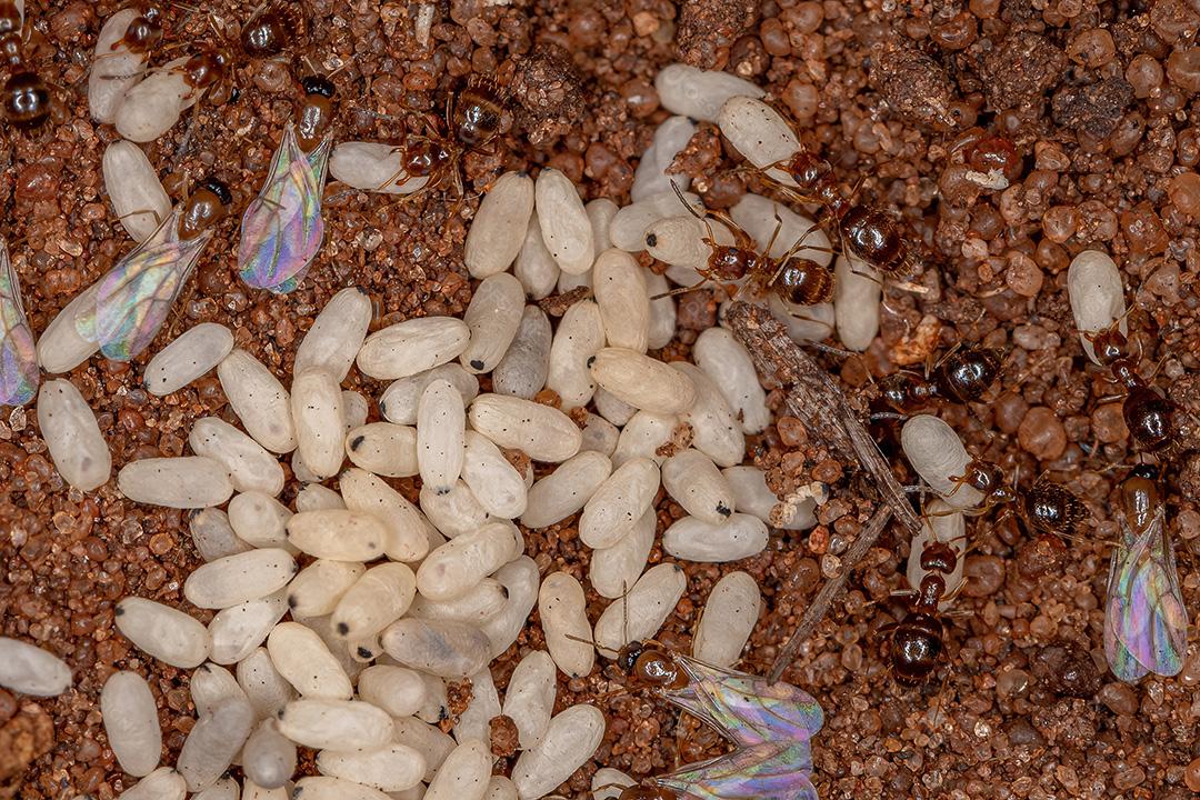 Colônia de formiga rover adulta pequena do gênero Brachymyrmex com formigas aladas