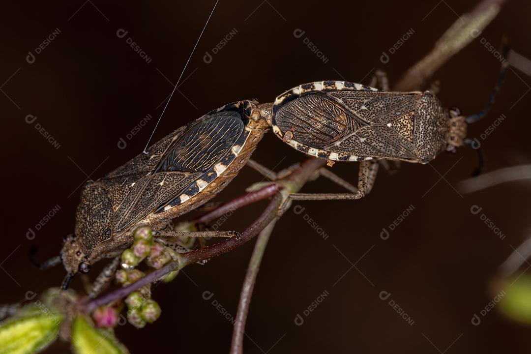 Insetos folhados adultos da espécie Catorhintha guttula acoplamento