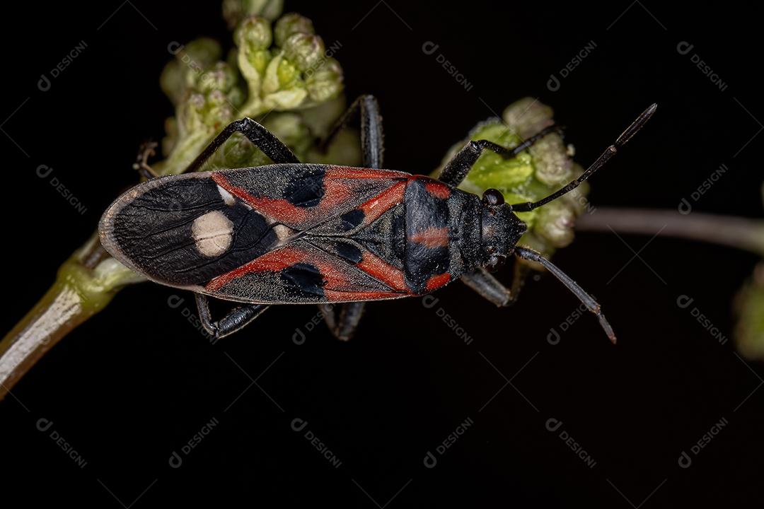 Inseto-semente adulto da espécie Lygaeus alboornatus