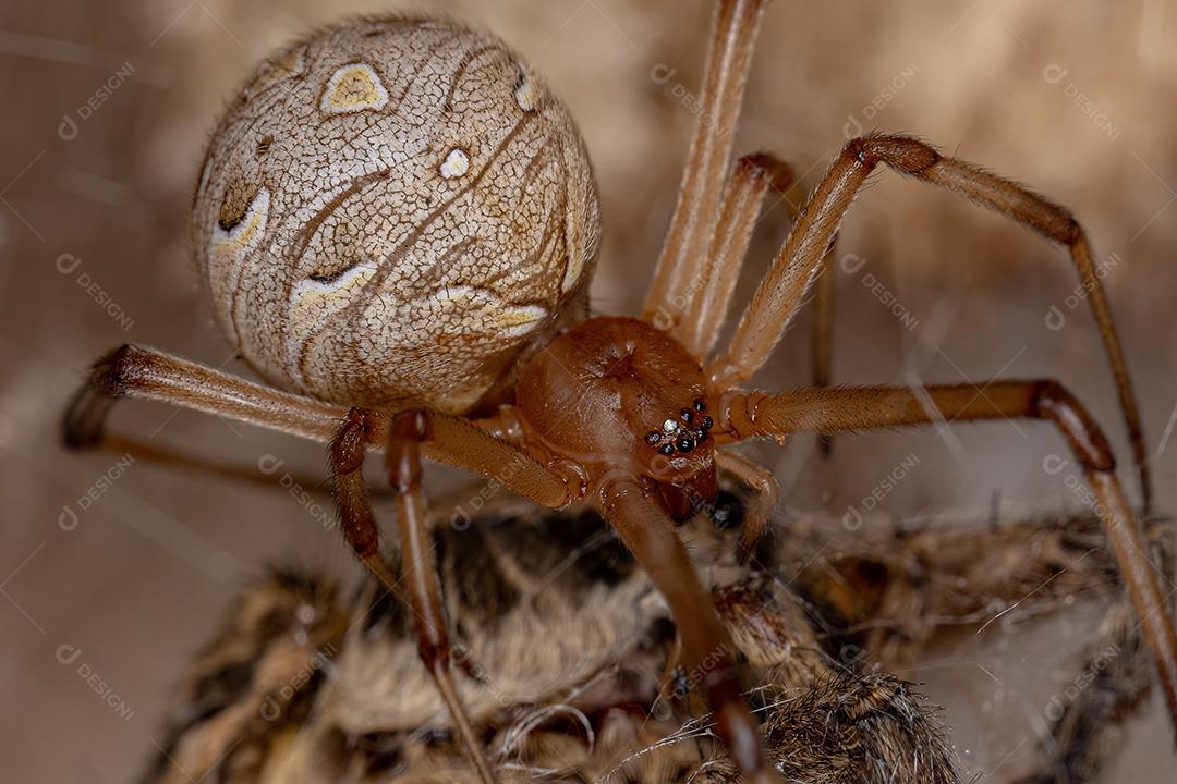 Aranha viúva-marrom da espécie Latrodectus geometricus predando uma aranha-lobo