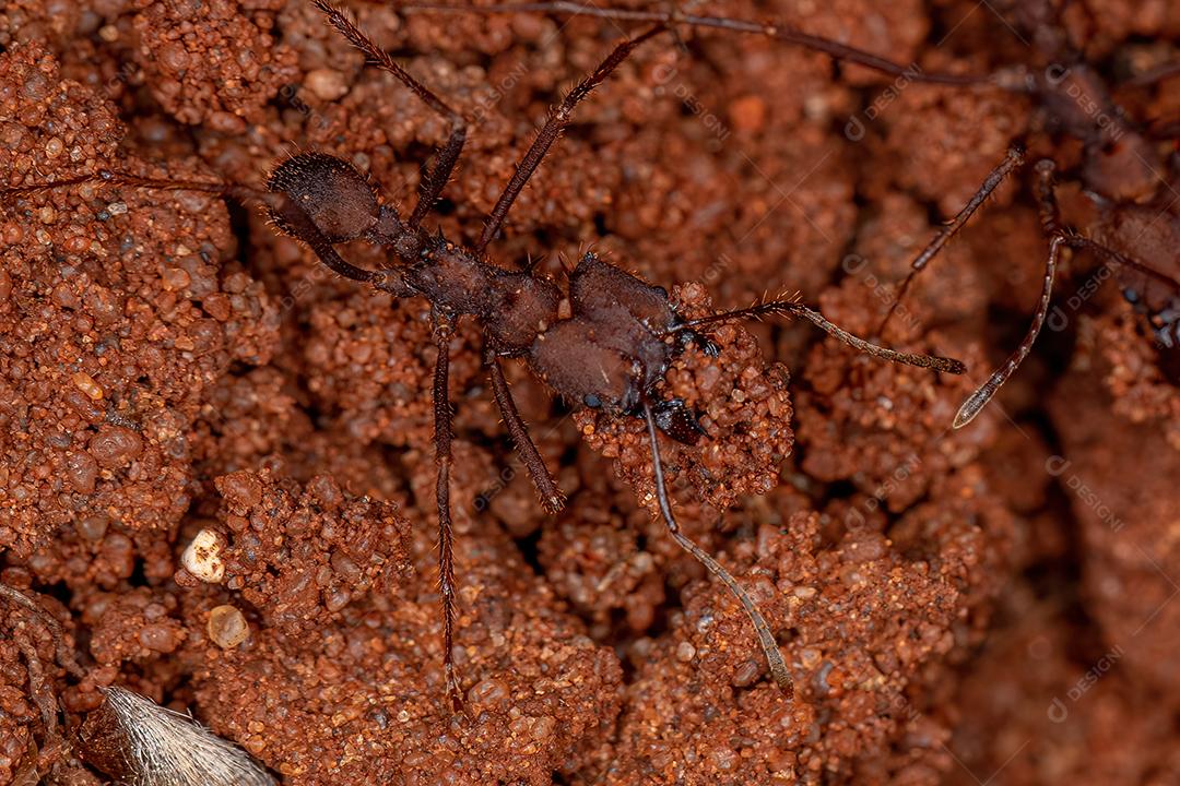 Formiga-cortadeira Atta adulta do gênero Atta