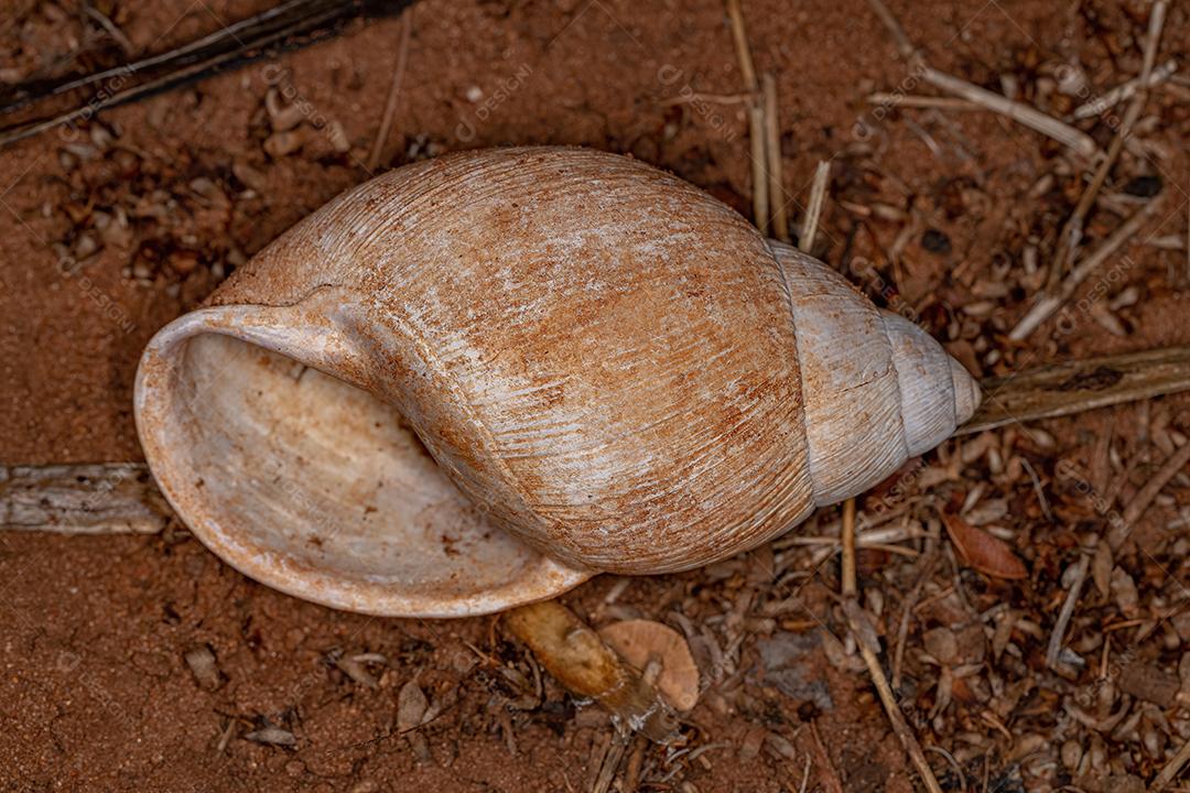 Concha de Terra Comum Caracol do Gênero Megalobulimus