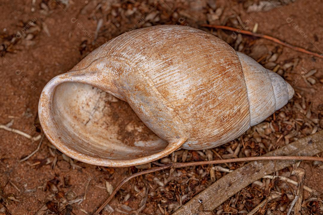 Concha de Terra Comum Caracol do Gênero Megalobulimus
