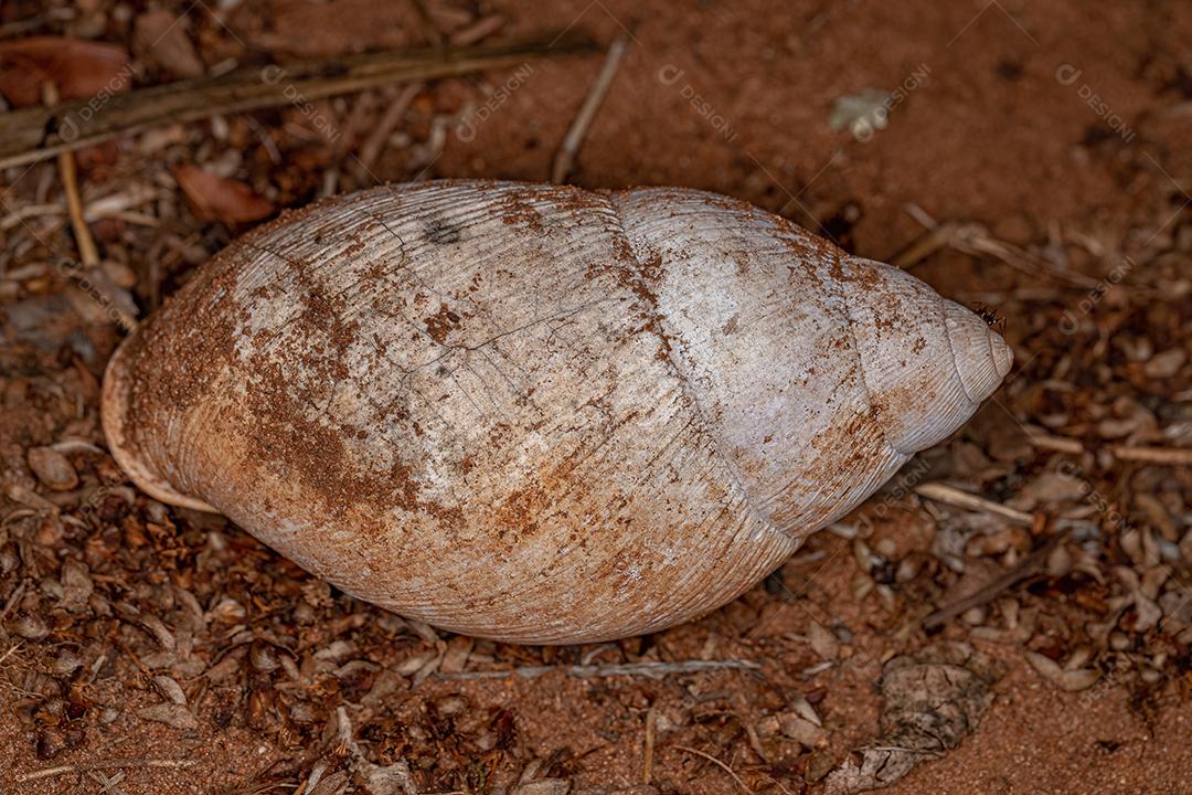 Concha de Terra Comum Caracol do Gênero Megalobulimus