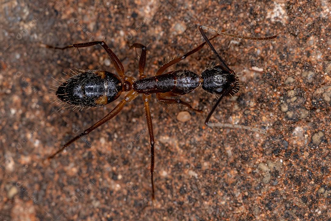 Formiga de carpinteiro fêmea adulta do gênero Camponotus