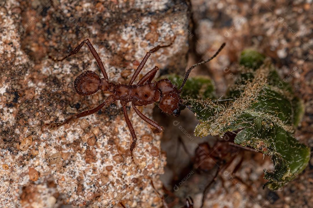 Formiga-cortadeira Acromyrmex adulta do gênero Acromyrmex