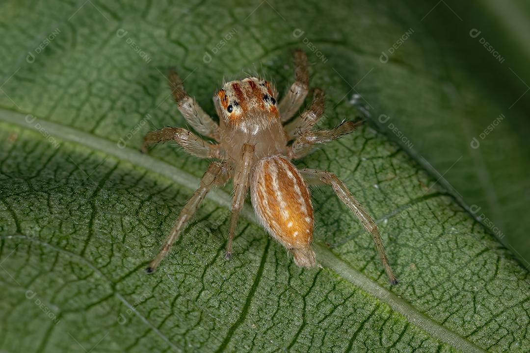 Pequena aranha saltadora do gênero Chira