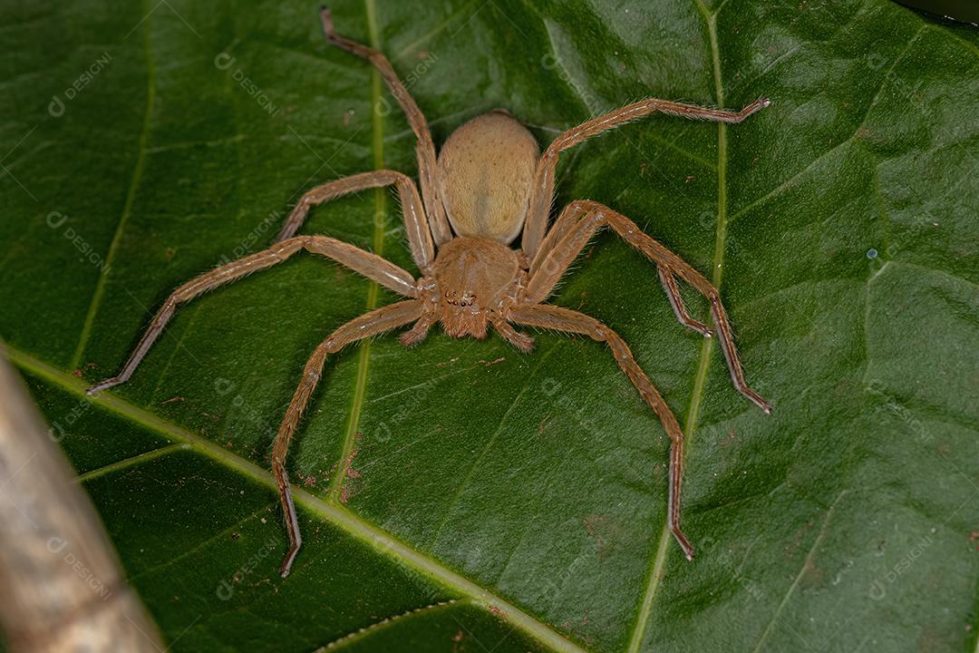 Aranha Caçadora Amarela da espécie Família Sparassidae