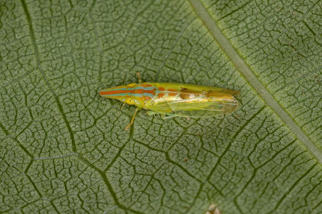 Cigarrinha Típica Adulto do Gênero Krocolidia