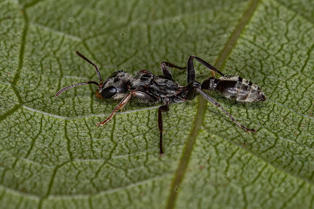 Formiga-galho-vermelha adulta do gênero Pseudomyrmex