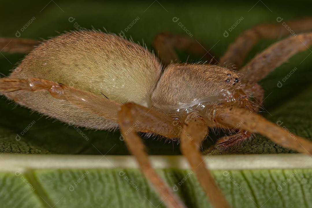 Aranha Caçadora Amarela da espécie Família Sparassidae