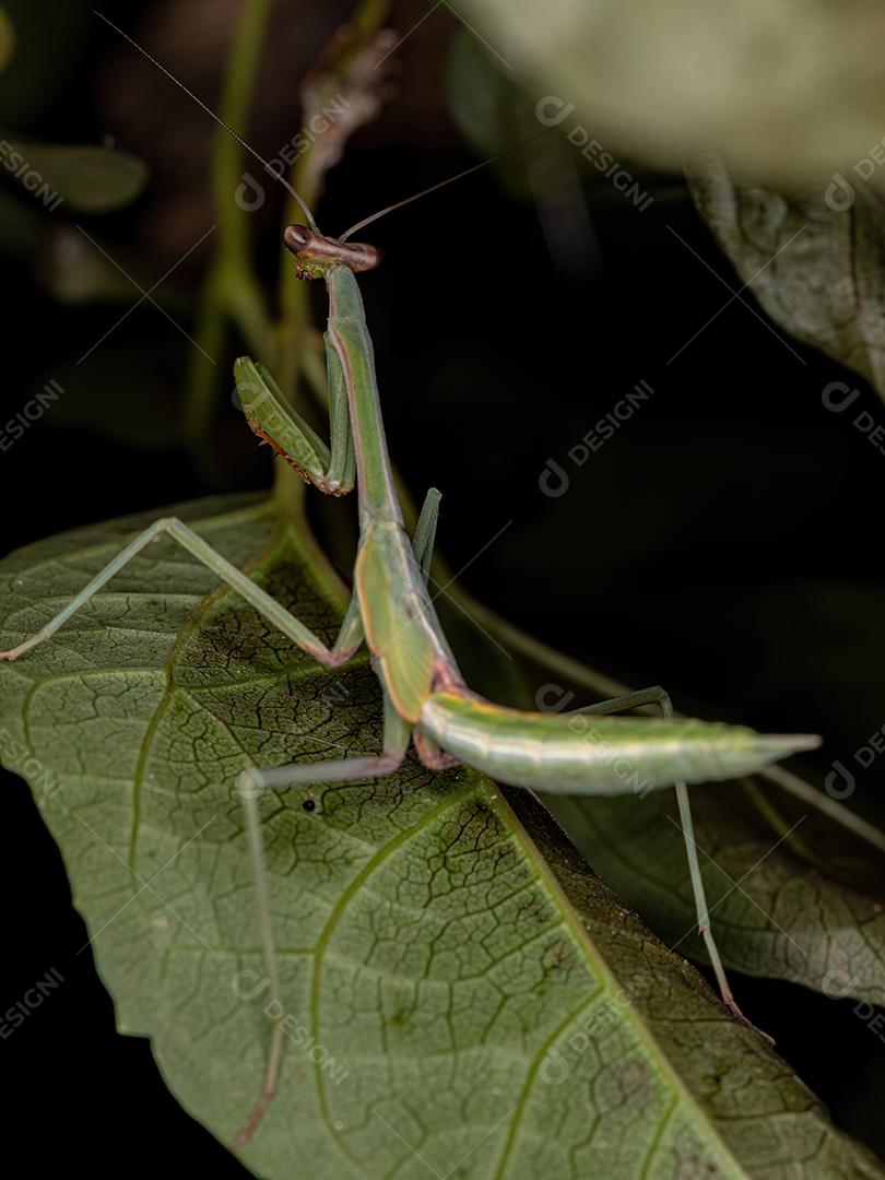 Ninfa Mantid pequena do gênero Oxyopsis